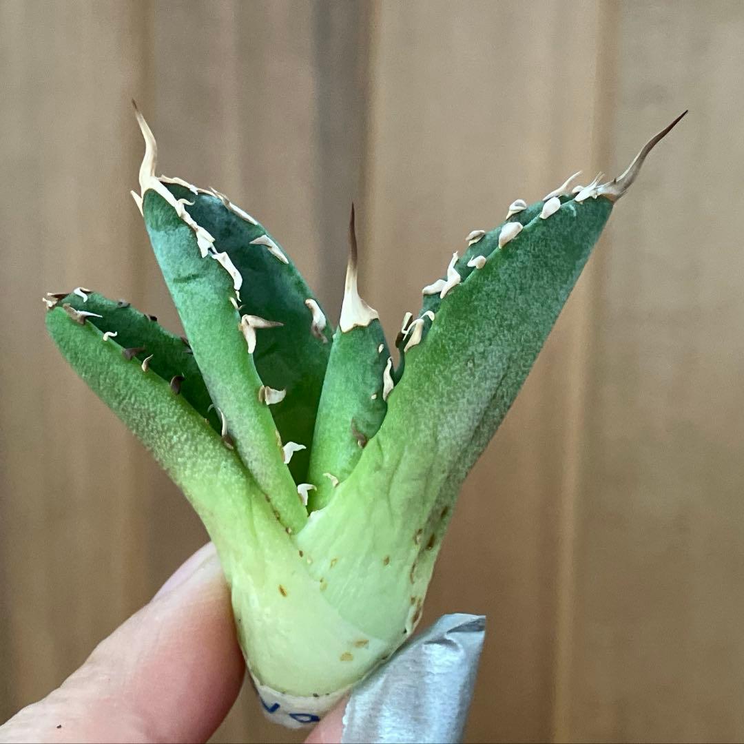 レ*ド様 【初売りオークション】124 匿名配送 REZA産　アガベ　ノヴァ/ル