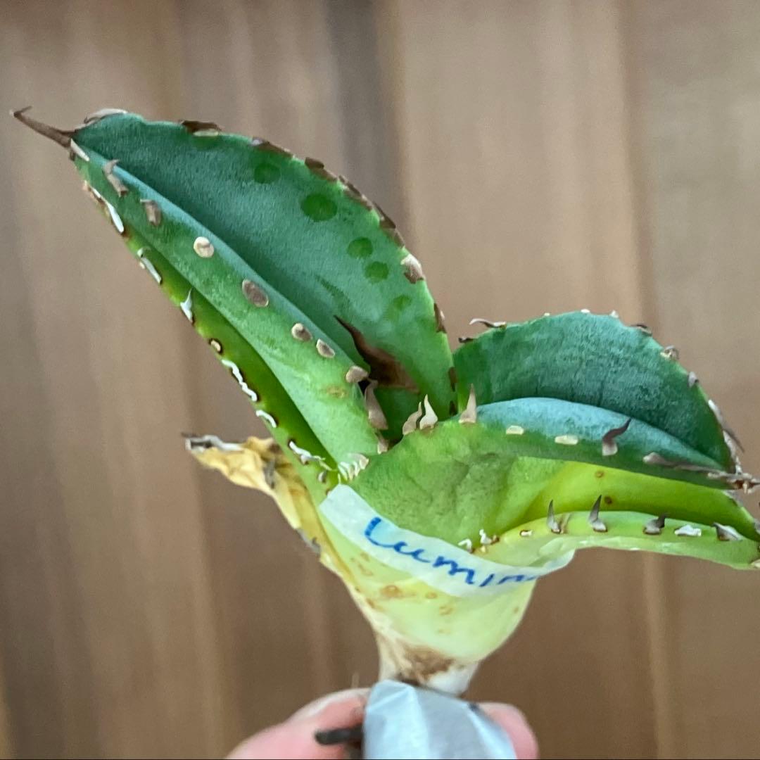 レ*ド様 【初売りオークション】124 匿名配送 REZA産　アガベ　ノヴァ/ル