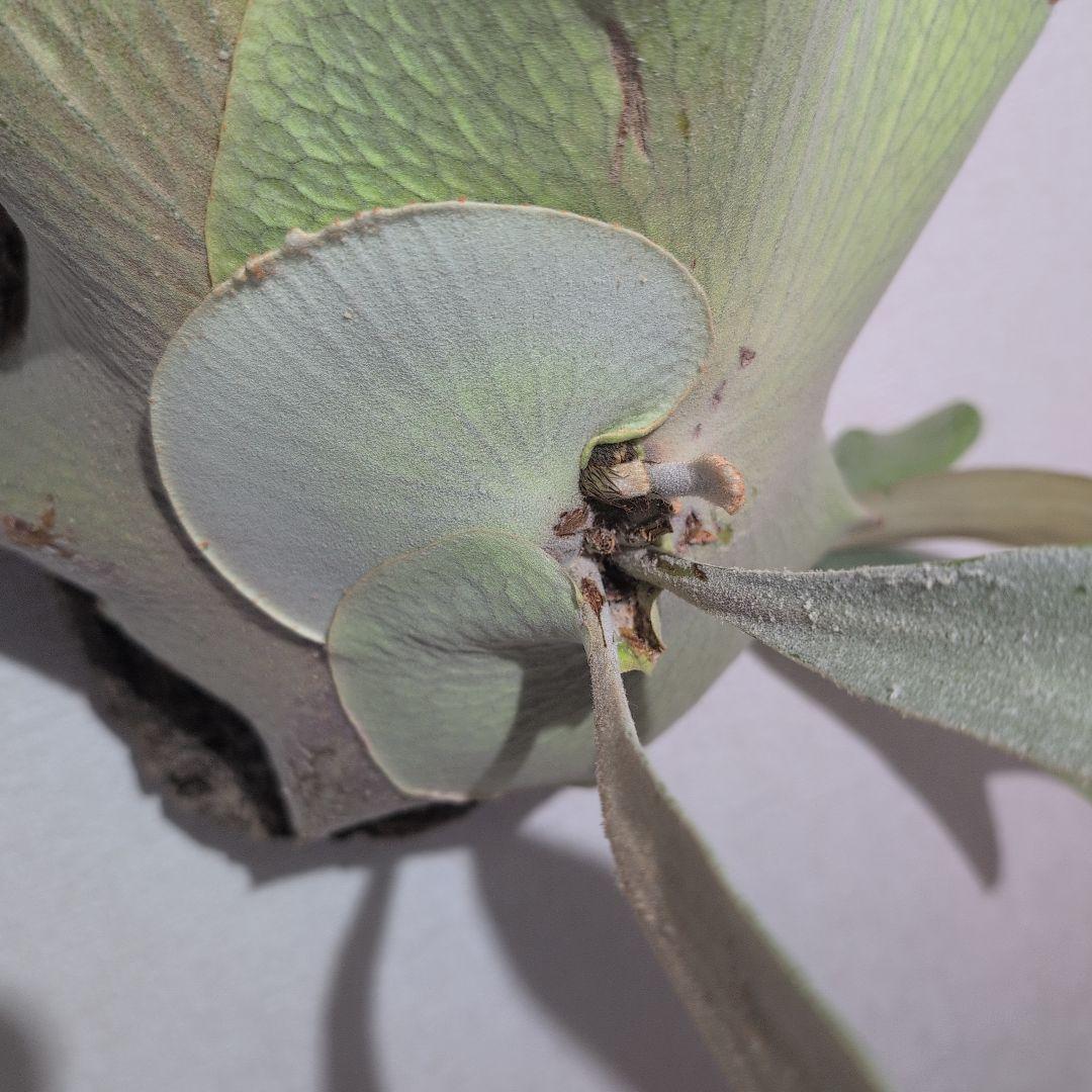 大型 ビカクシダ P.Omo