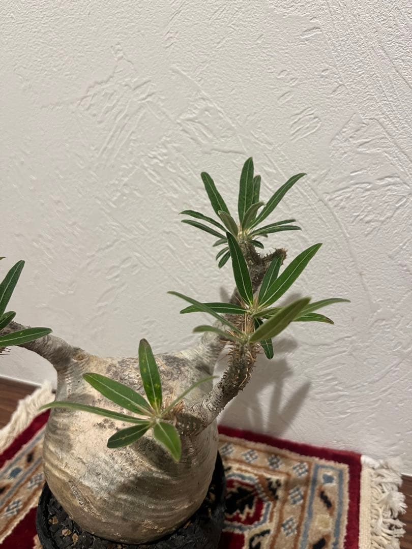 パキポディウム　グラキリス　現地球　発根済　たけろうぽっと