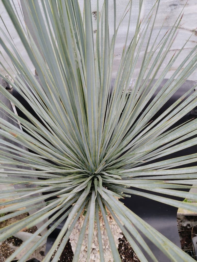 ユッカ　ロストラータ　ブルーベルベット　大株　幹立ち