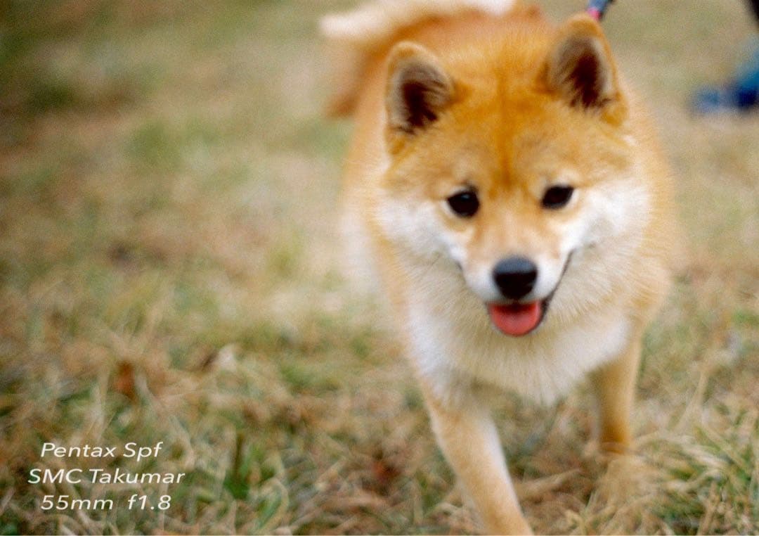 試写作例多数★pentax spf★リザード本革ブラウン★美品＊完動品＊初期保証