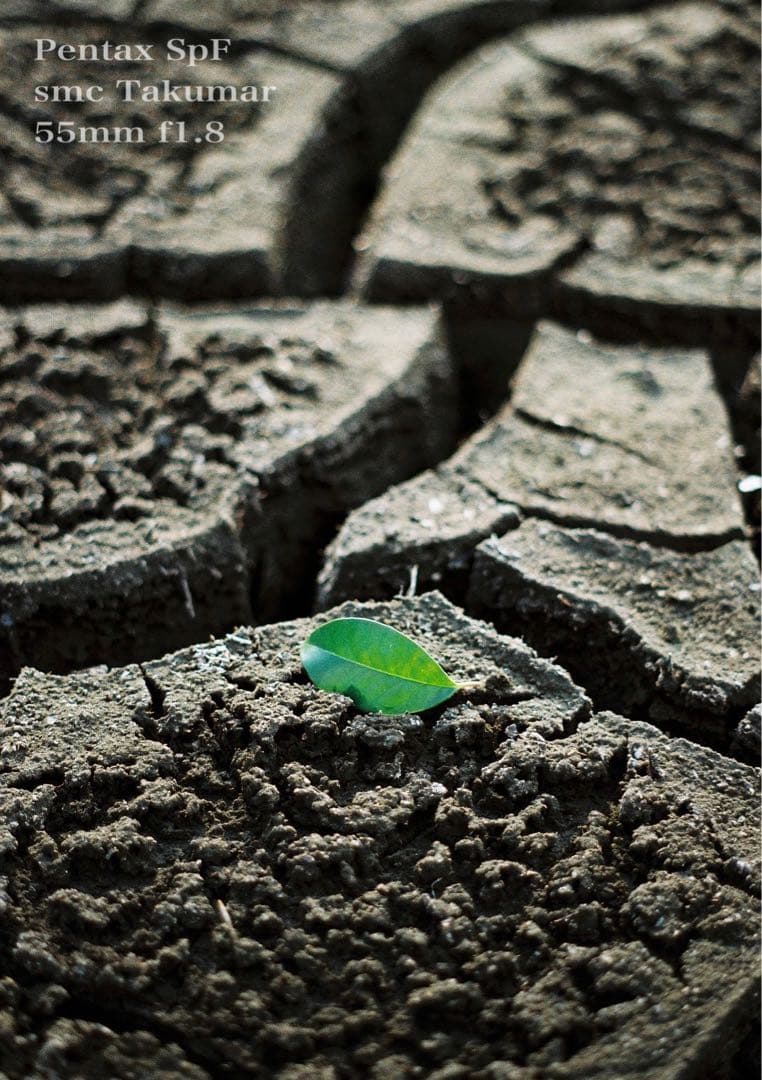 試写作例多数★pentax spf★リザード本革ブラウン★美品＊完動品＊初期保証