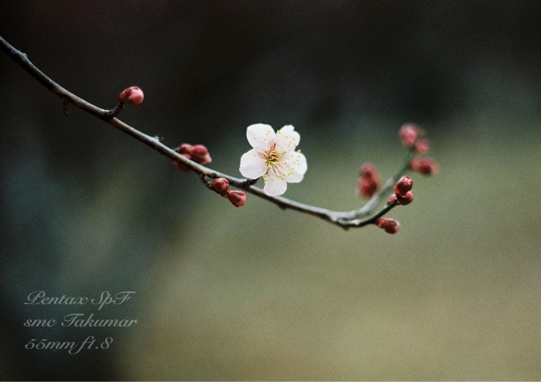 試写作例多数★pentax spf★リザード本革ブラウン★美品＊完動品＊初期保証