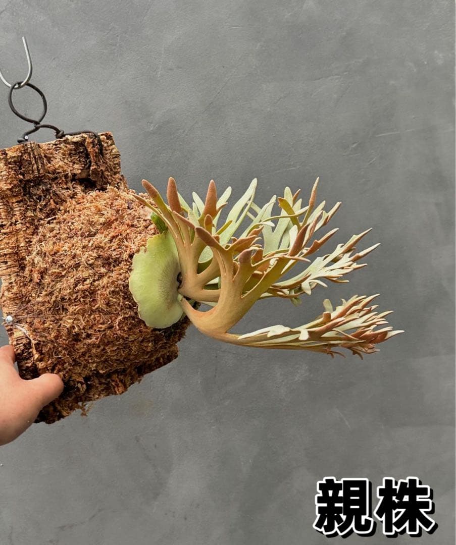 ルゴッサ　ビカクシダwillinckii Golden Boy spore