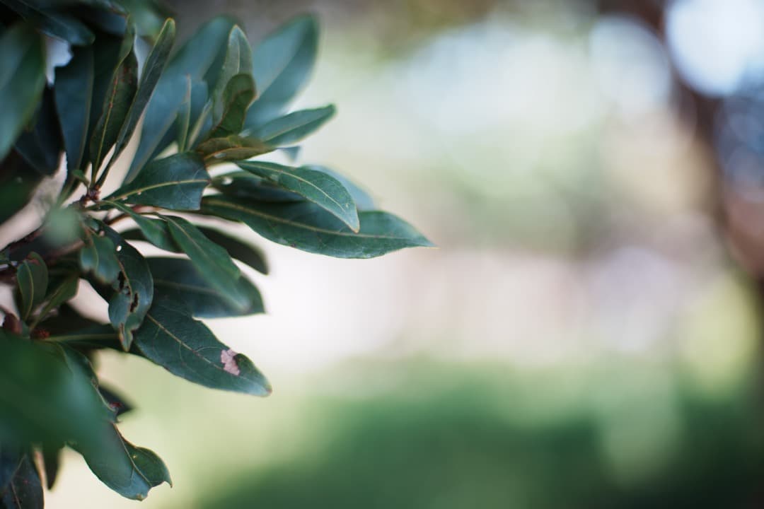 【極美品】ニコン Ai-s Nikkor 50mm F1.4 大口径 497