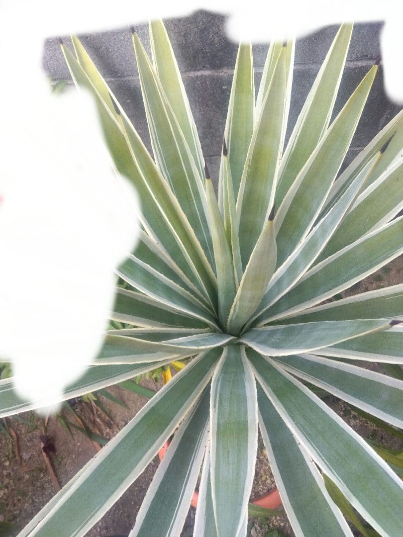 よっち　アガベ　ハクセンコウ　白閃光