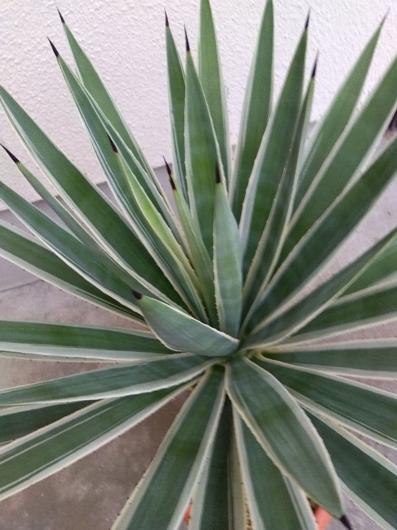 よっち　アガベ　ハクセンコウ　白閃光