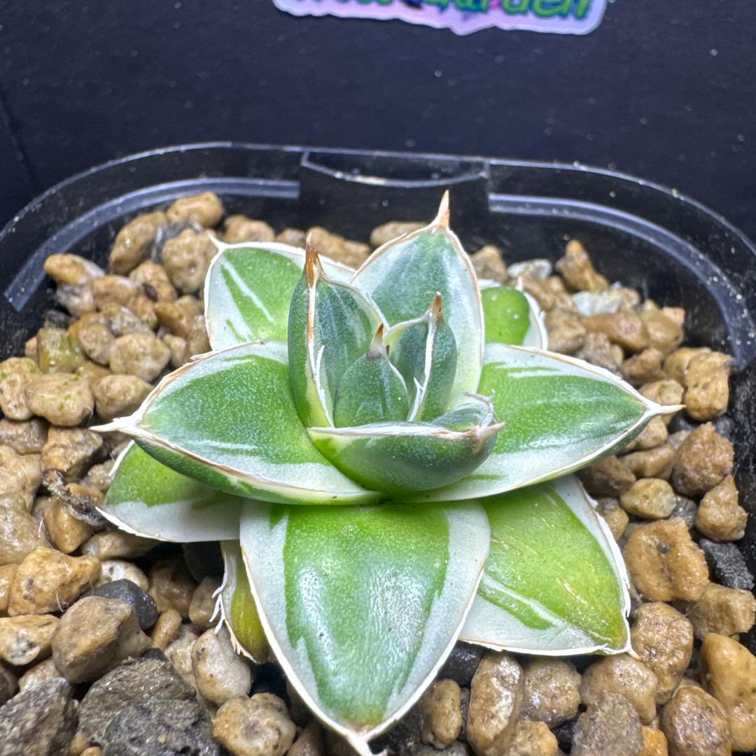 アガベピンキー王妃笹の雪A型　白覆輪　②