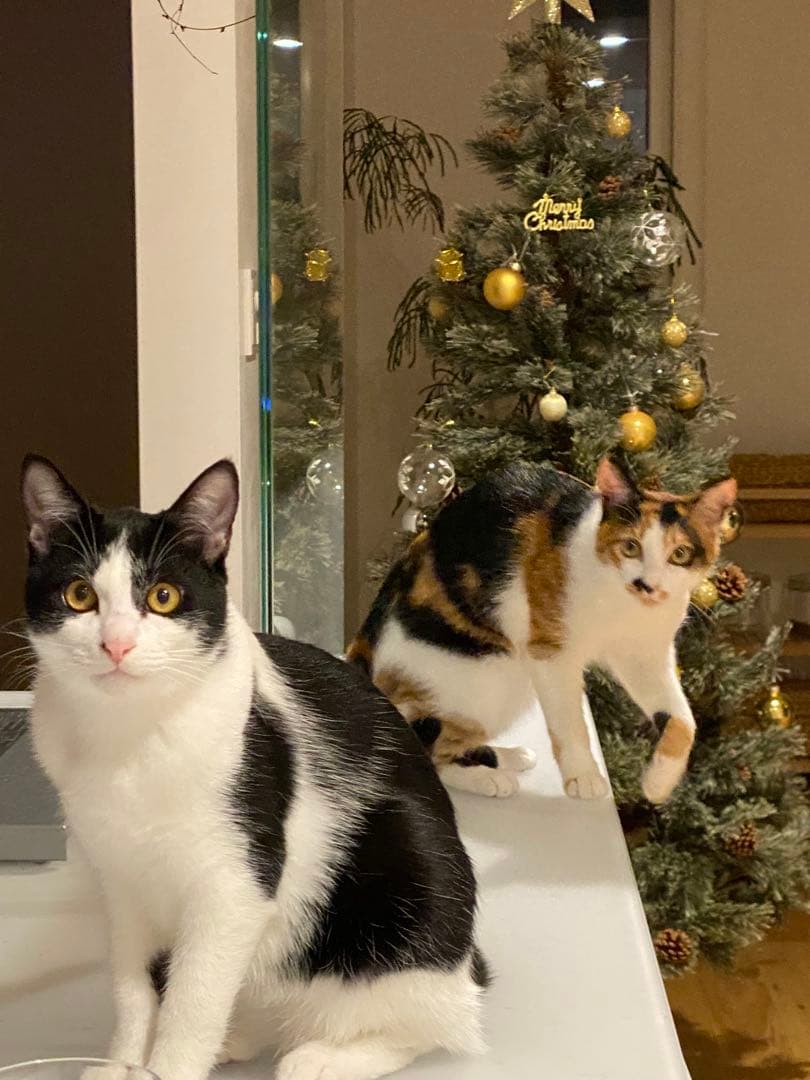 180cm 北欧風クリスマスツリー　ニトリ