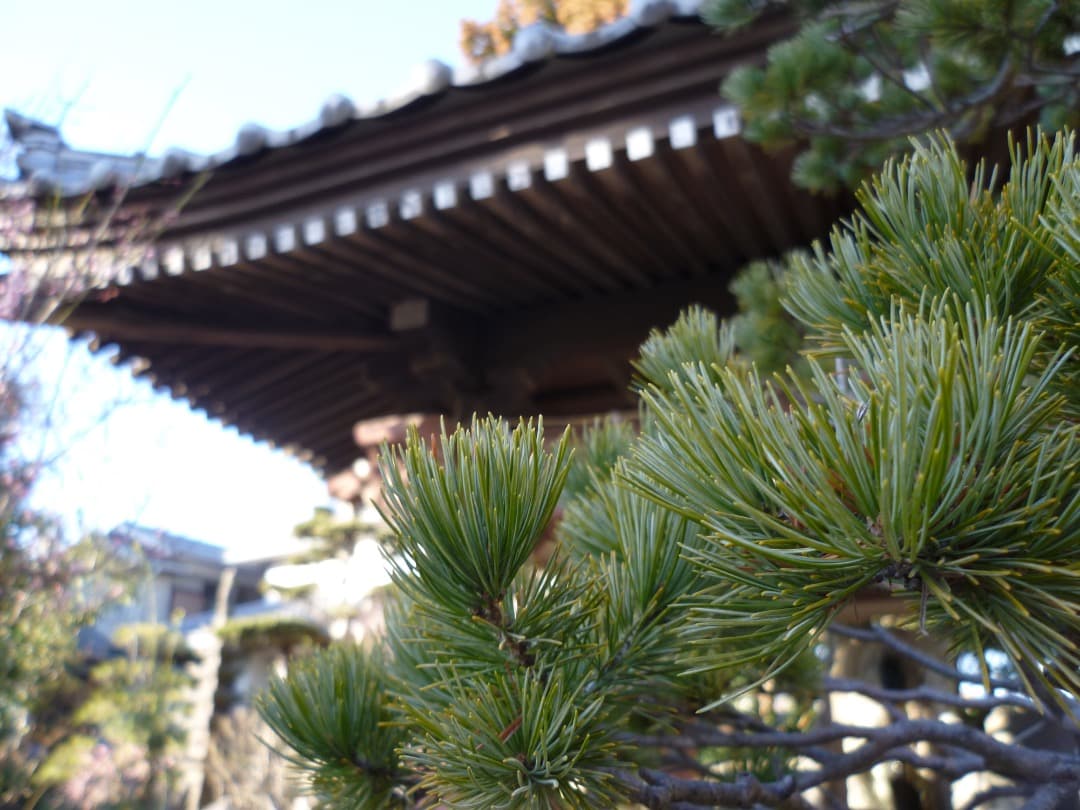 実写良⭕️美品【動作確認済】LUMIX DMC-FH1