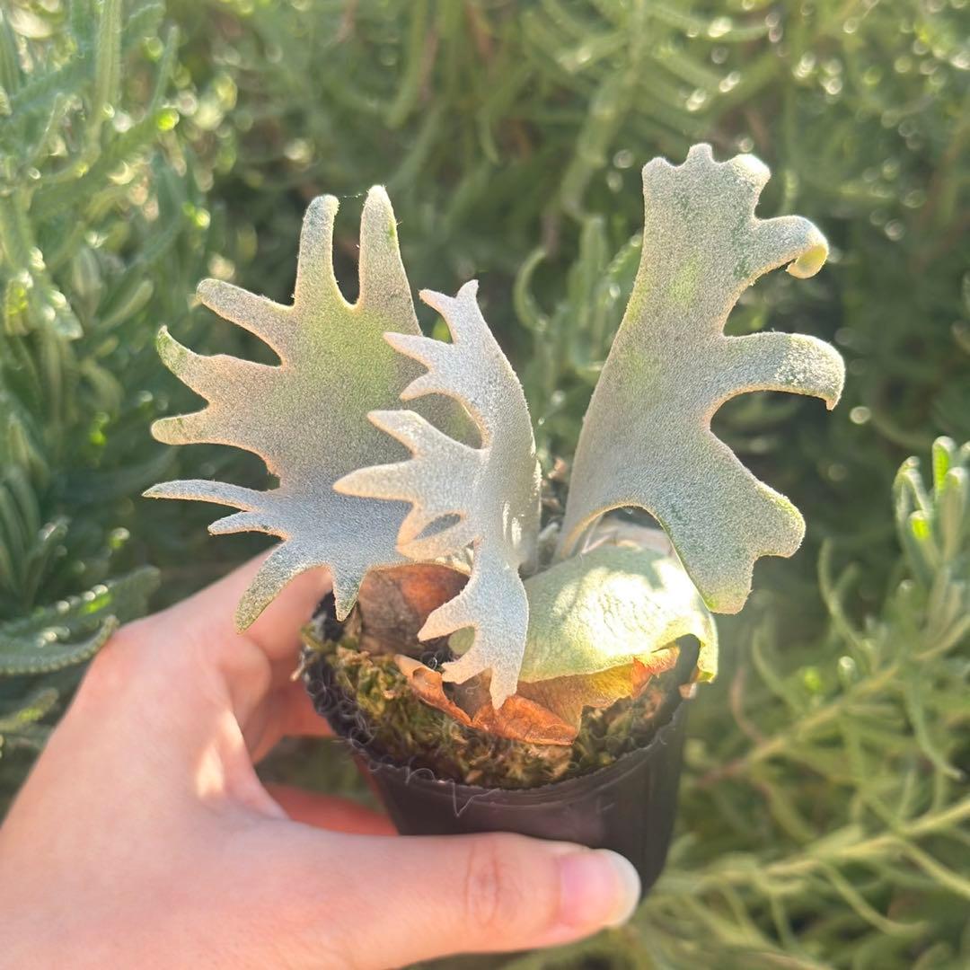 Yellow moon dwarf ’totoro’ spore 418