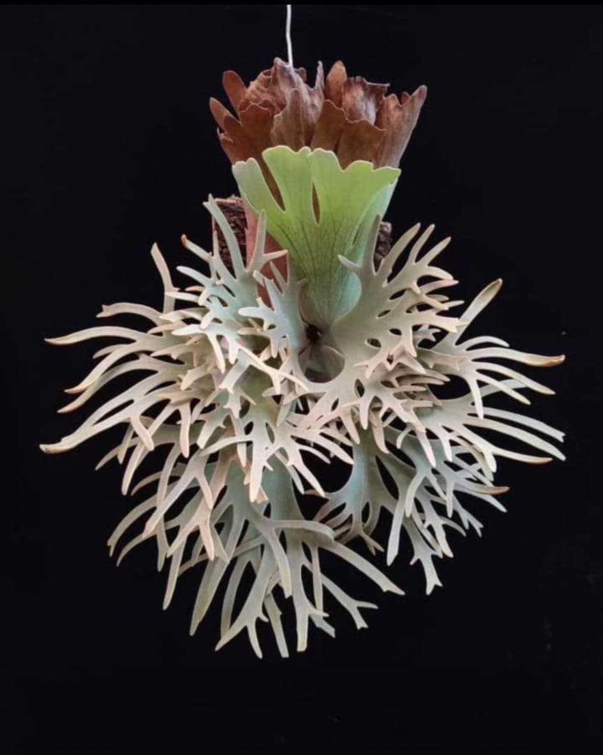 Yellow moon dwarf ’totoro’ spore 418